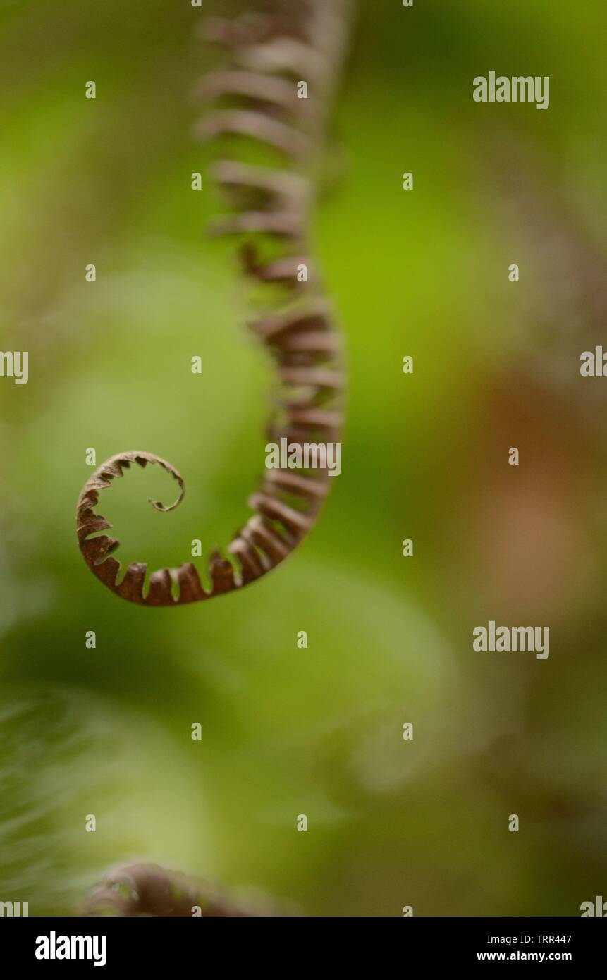 Essiccata la felce lasciare a spirale Foto Stock