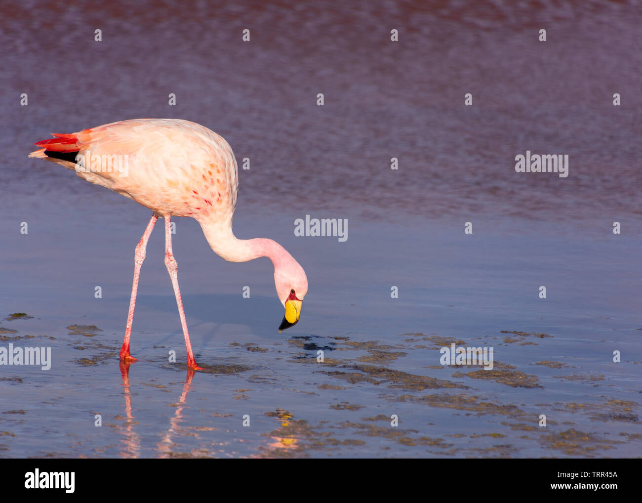 Un flamingo in Laguna Colorada (colorato Lago) in Bolivia. Foto Stock