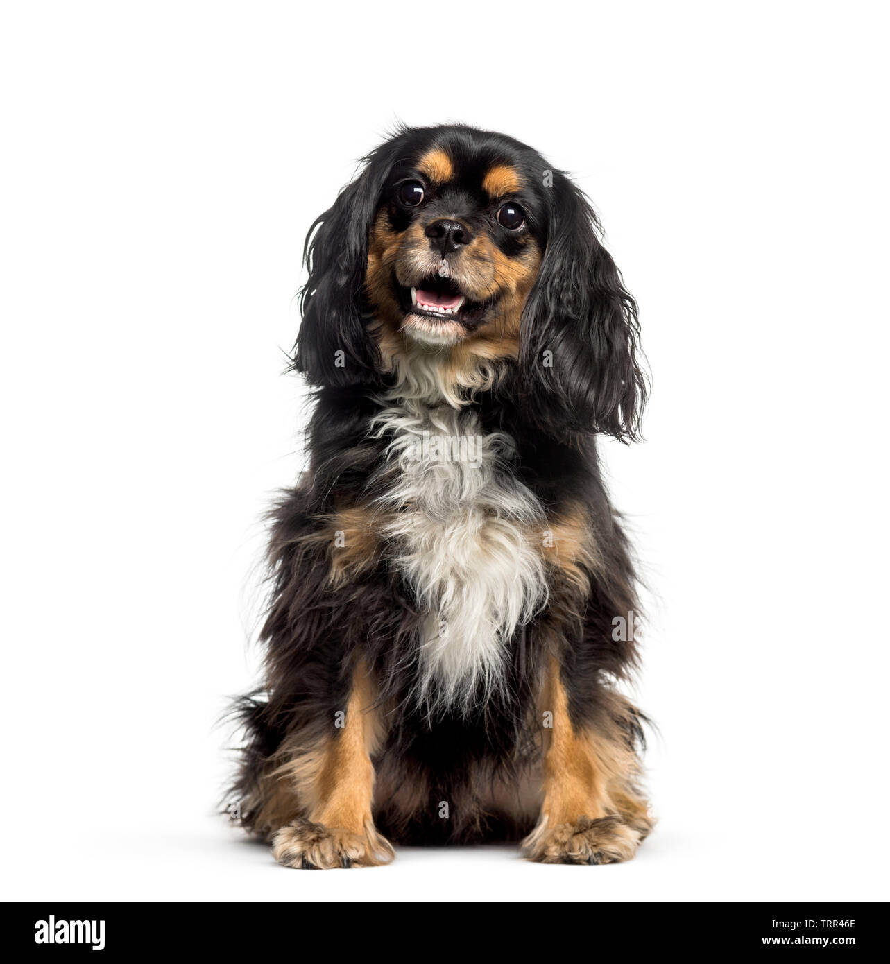 Croce con la razza Cavalier King Charles Spaniel seduto davanti a uno sfondo bianco Foto Stock
