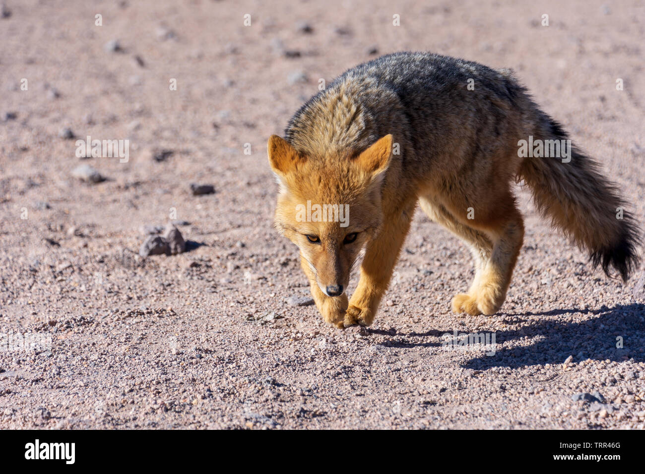 Una volpe andina o Culpeo (Lycalopex Culpaeus) passeggiate nel Altiplano regione della Bolivia. Foto Stock