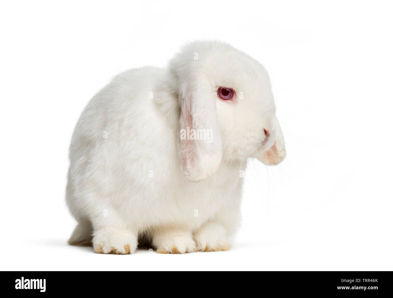 Holland Lop rabbit davanti a uno sfondo bianco Foto Stock