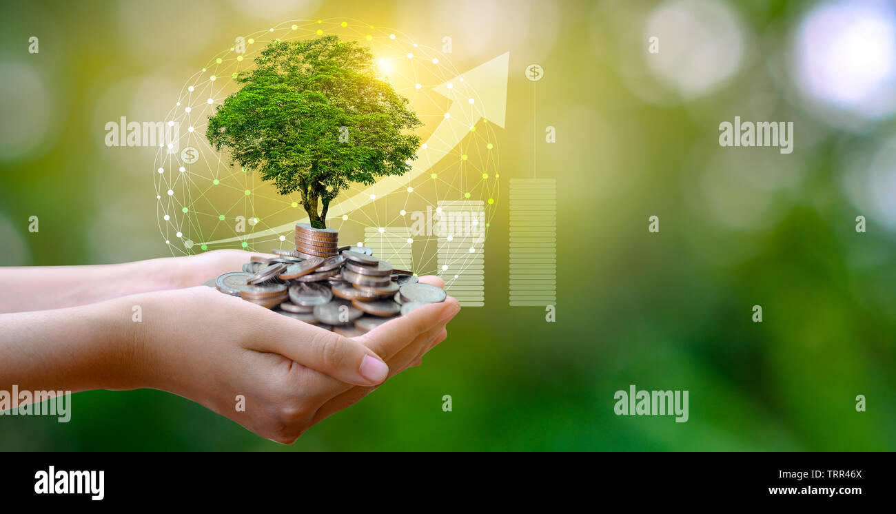 Lato albero di monete l'albero cresce sulla pila. Risparmio di denaro per il futuro. Le idee di investimento e crescita aziendale. Sfondo verde con bokeh sun Foto Stock