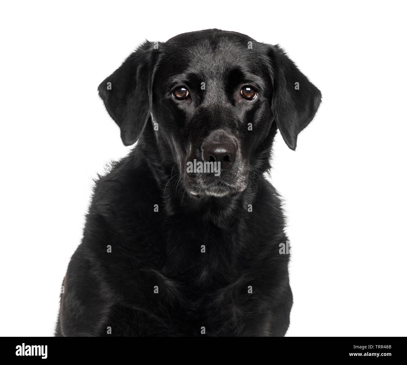Il Labrador Retriever di fronte a uno sfondo bianco Foto Stock