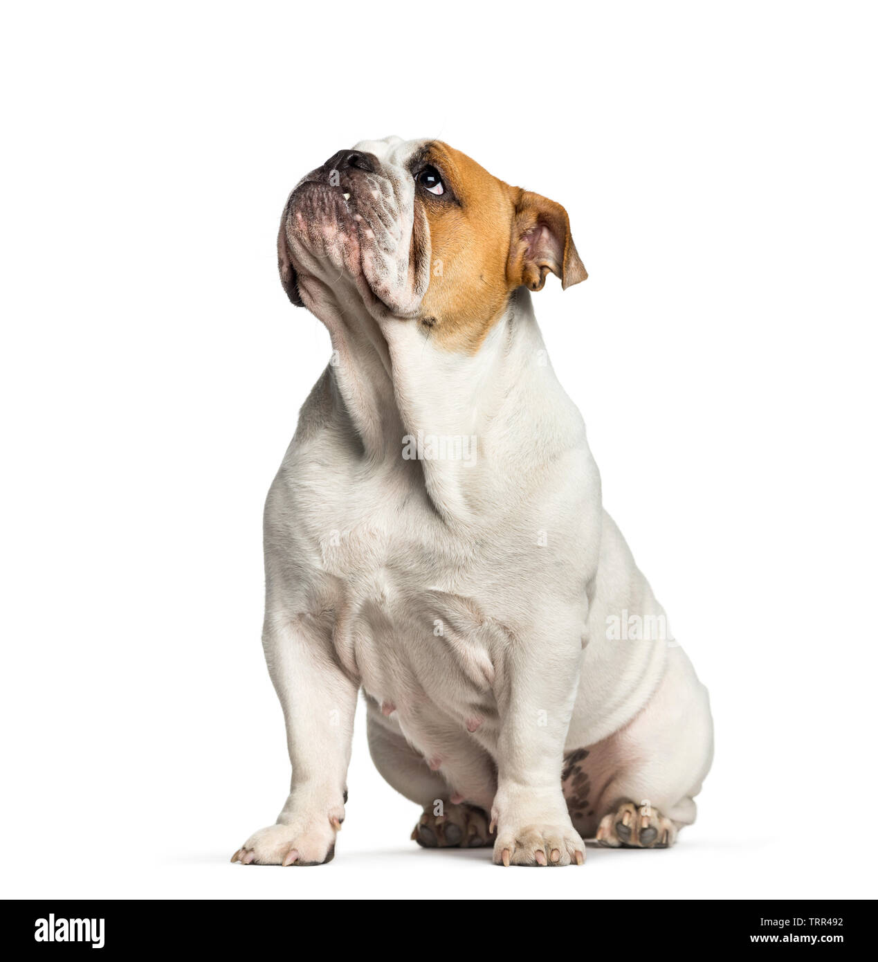 Giovane bulldog britannico Immagini senza sfondo e Foto Stock ritagliate -  Alamy