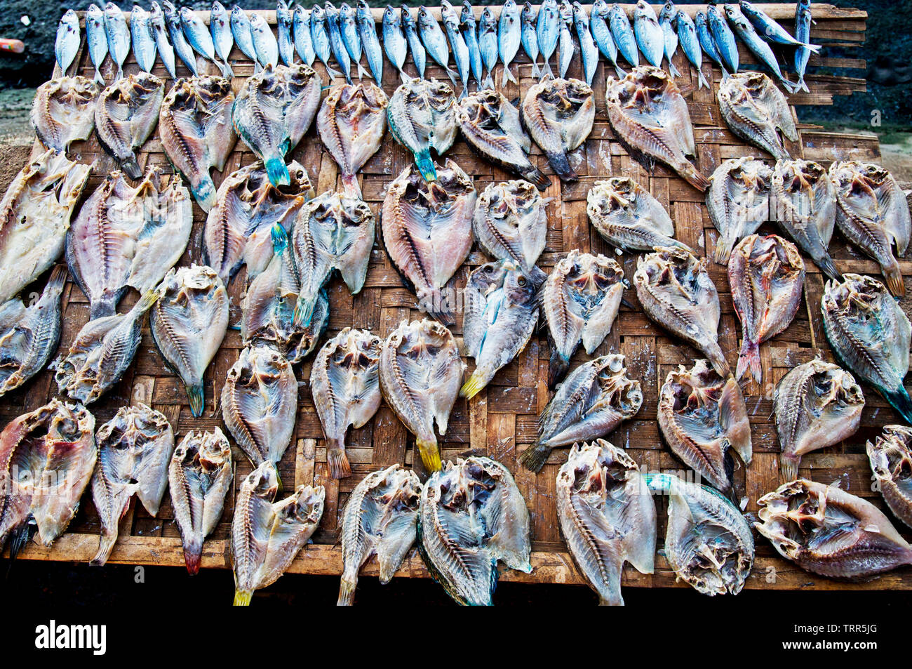 Salatura ed essiccazione di pesce è una tecnica di conservanti al fine di mantenere la grande quantità di pesce commestibile senza refrigerazione. Questisono mangiato con il riso. Foto Stock