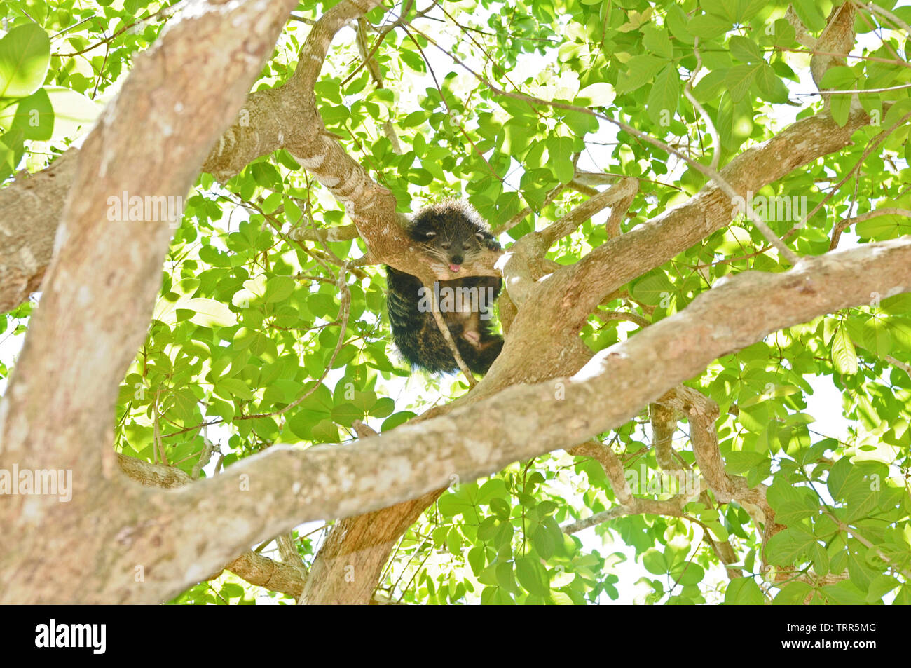 Il bearcat binturong o può essere trovato in Calauit Safari Park su Calauit isola Palawan. Essi sono visibili su alberi o appesa per la coda sui rami. Foto Stock