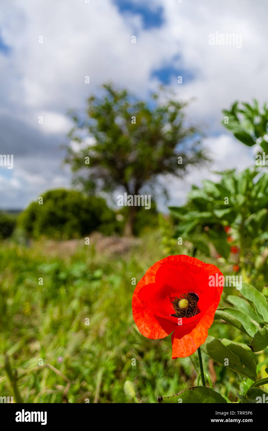 Chiusura del singolo bright papavero rosso durante la primavera o in estate in mezzo al campo, prato o pascolo. Foto Stock