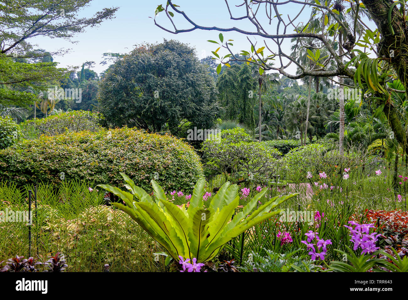Vista tropicale presso il National Orchid Garden, Singapore Botanic Gardens, Singapore, Asia Foto Stock
