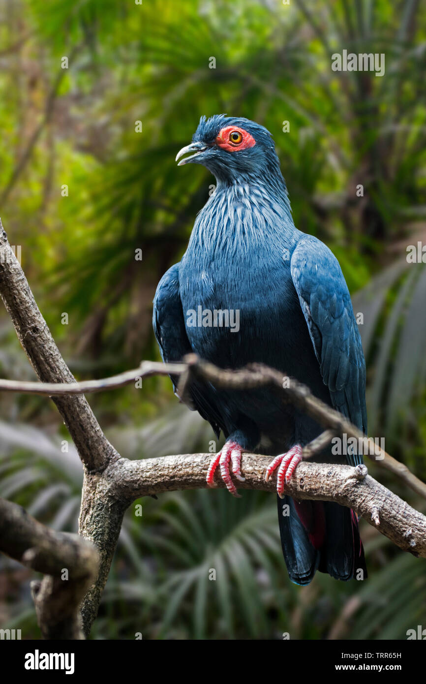 Madagascan piccione blu (Alectroenas madagascariensis / Columba madagascariensis) endemica del Madagascar, Africa Foto Stock