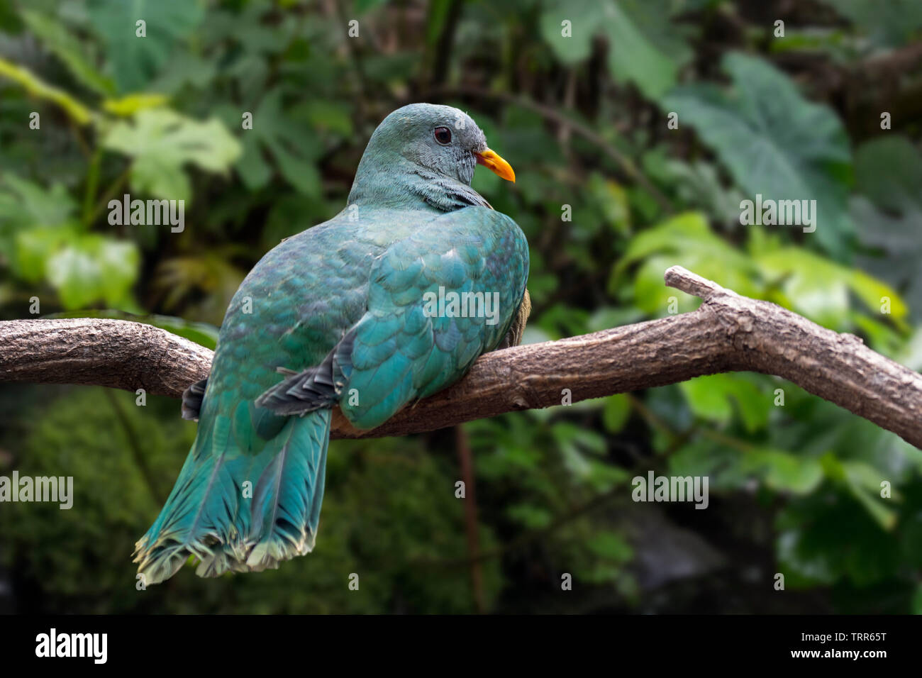 Nero-chinned colomba di frutta / nero-throated colomba di frutta / Leclancher della colomba (Ptilinopus leclancheri) arroccato nella struttura ad albero, nativo di Taiwan e Filippine Foto Stock