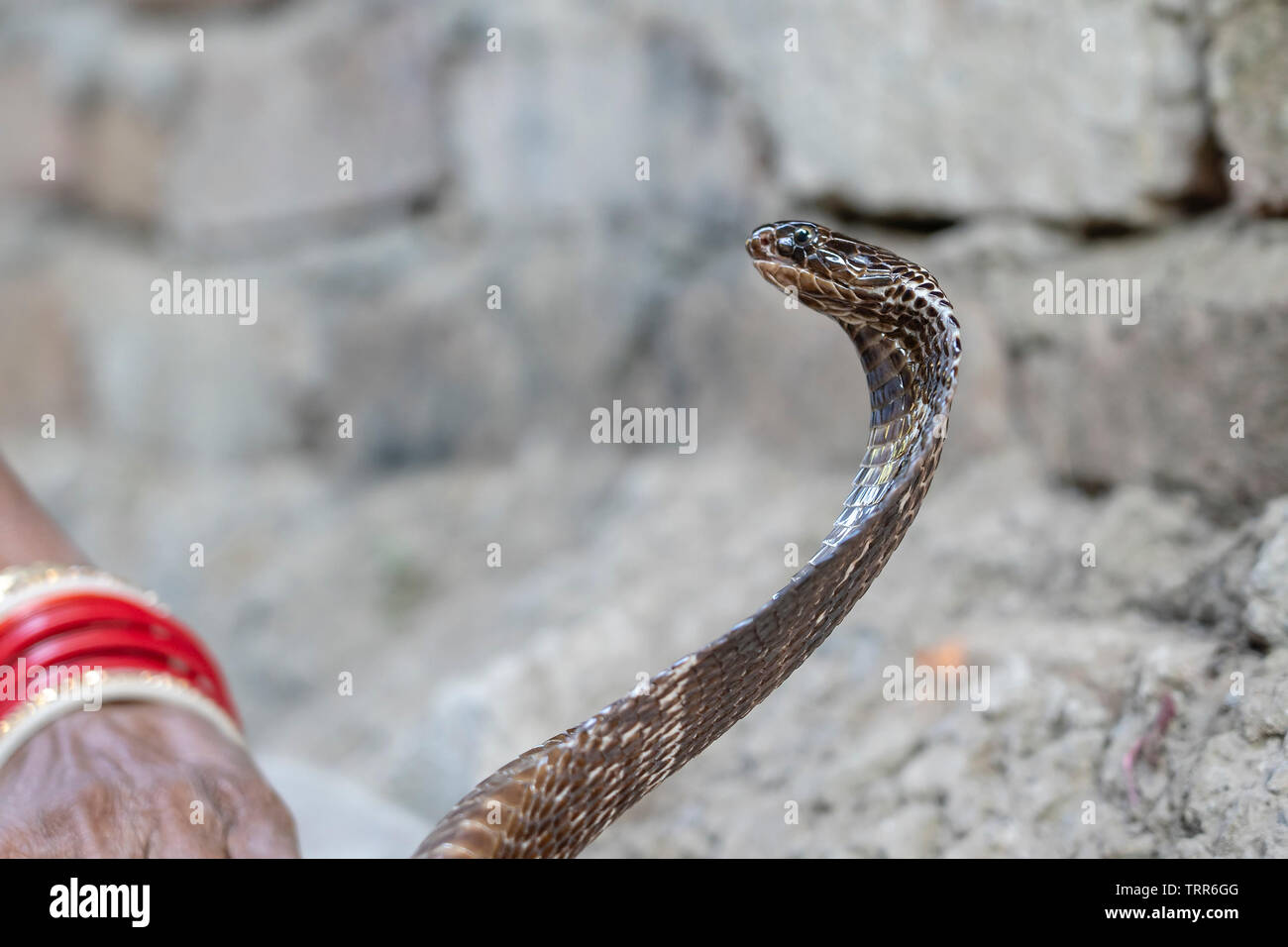 Ritratto cobra indiano a Rishikesh, India. Vicino all'aperto Foto Stock