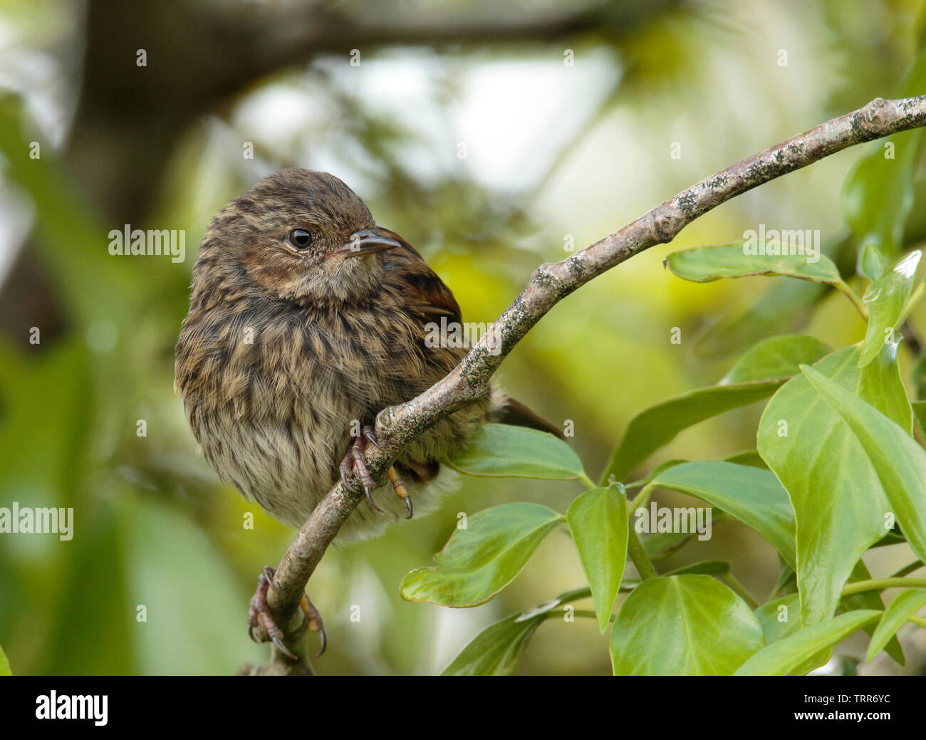 Hedge Sparrow capretti Foto Stock