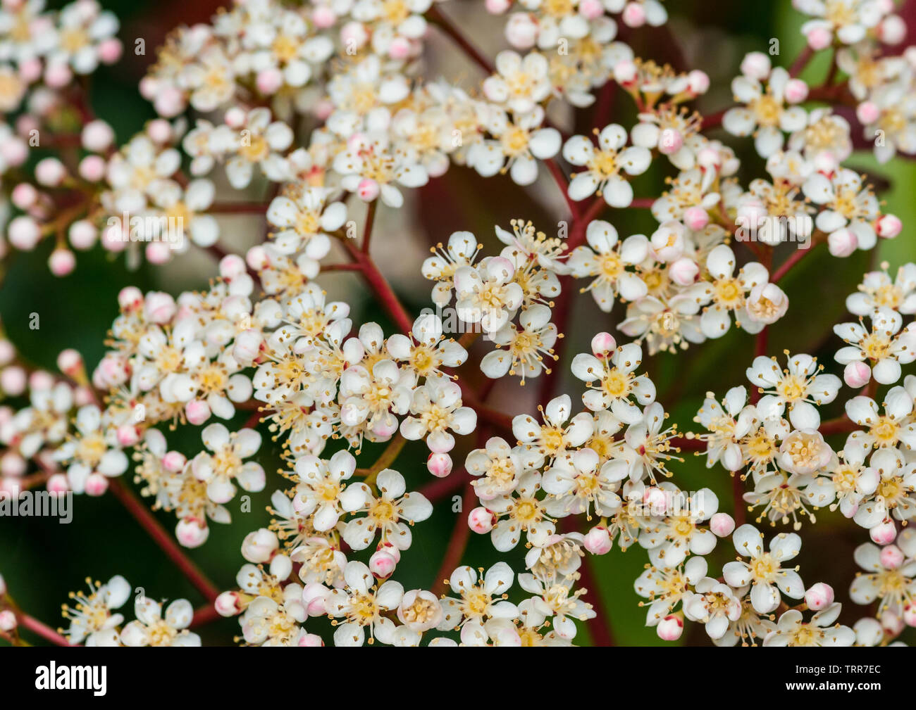 Una macro shot di alcuni red robin bush blossom. Foto Stock