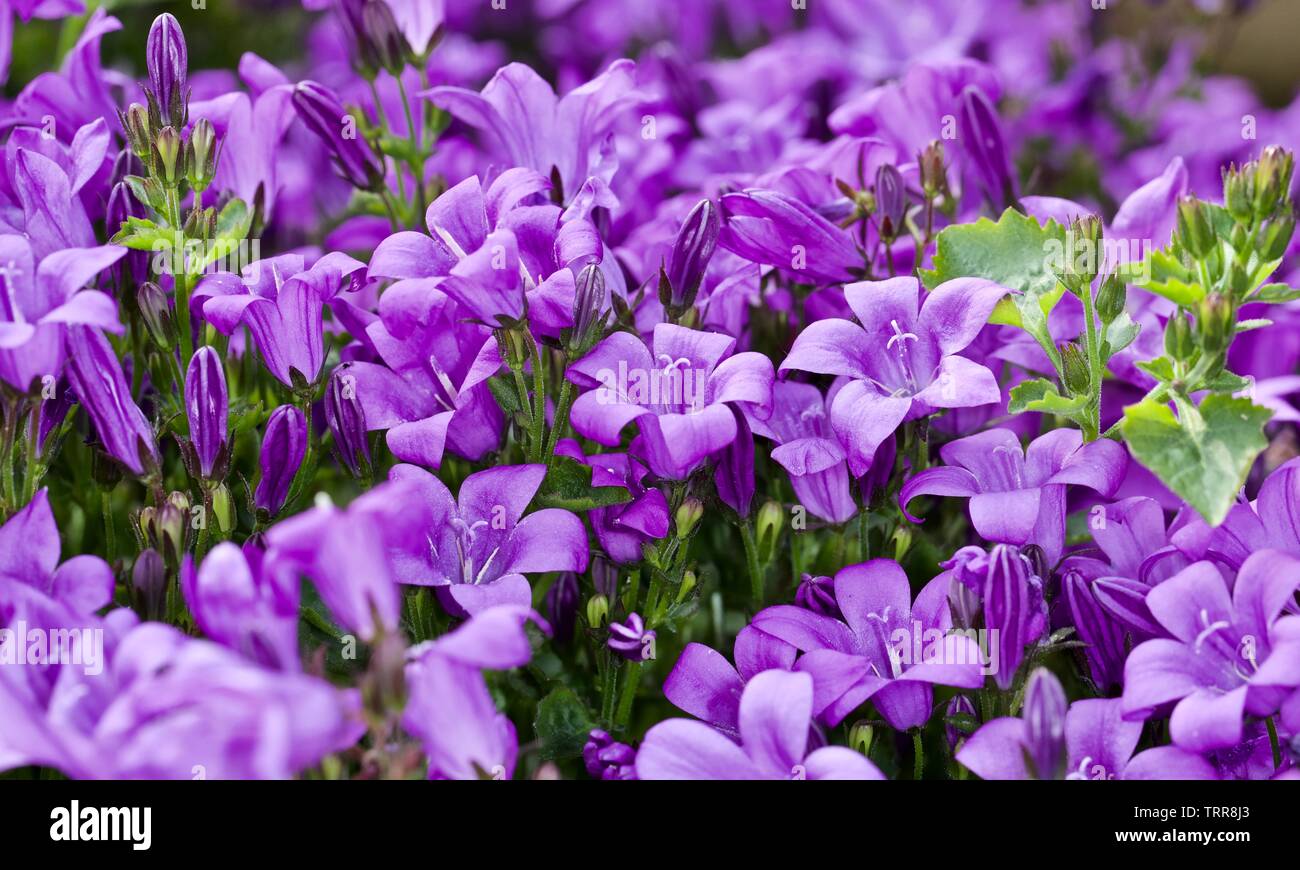 Campanula portenschlagiana, campanula dalmata Foto Stock