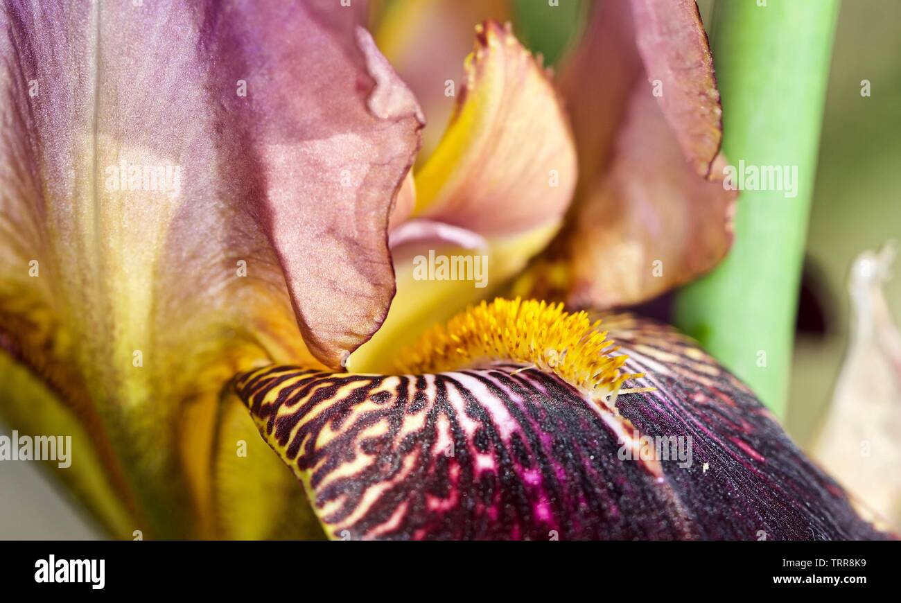 Primo piano di un barbuto Iris Iris × germanica" Foto Stock