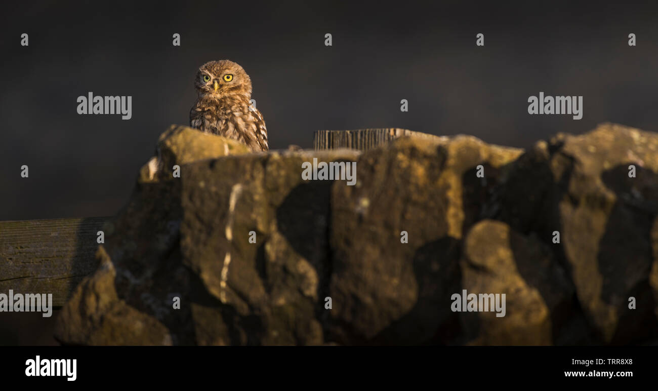 La mattina presto alba con piccolo gufo seduto sul secco del muro di pietra a guardare ciò che sta succedendo nel campo degli agricoltori. Foto Stock