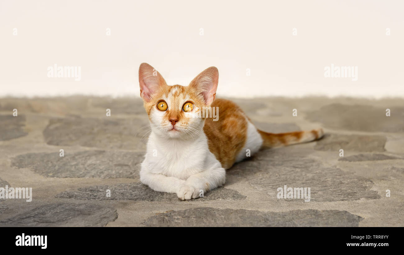 Carino di zenzero bianco e bicolor gattino sdraiato su un pavimento di pietra e guardando curiosamente con ampia di colore arancio occhi, Cicladi, isola del Mar Egeo, Grecia Foto Stock