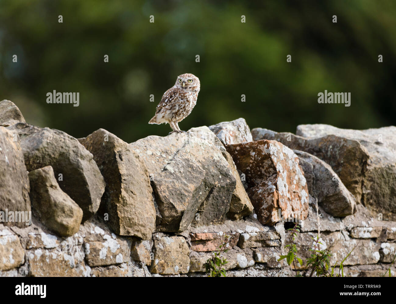 La mattina presto alba con piccolo gufo seduto sul secco del muro di pietra a guardare ciò che sta succedendo nel campo degli agricoltori. Foto Stock