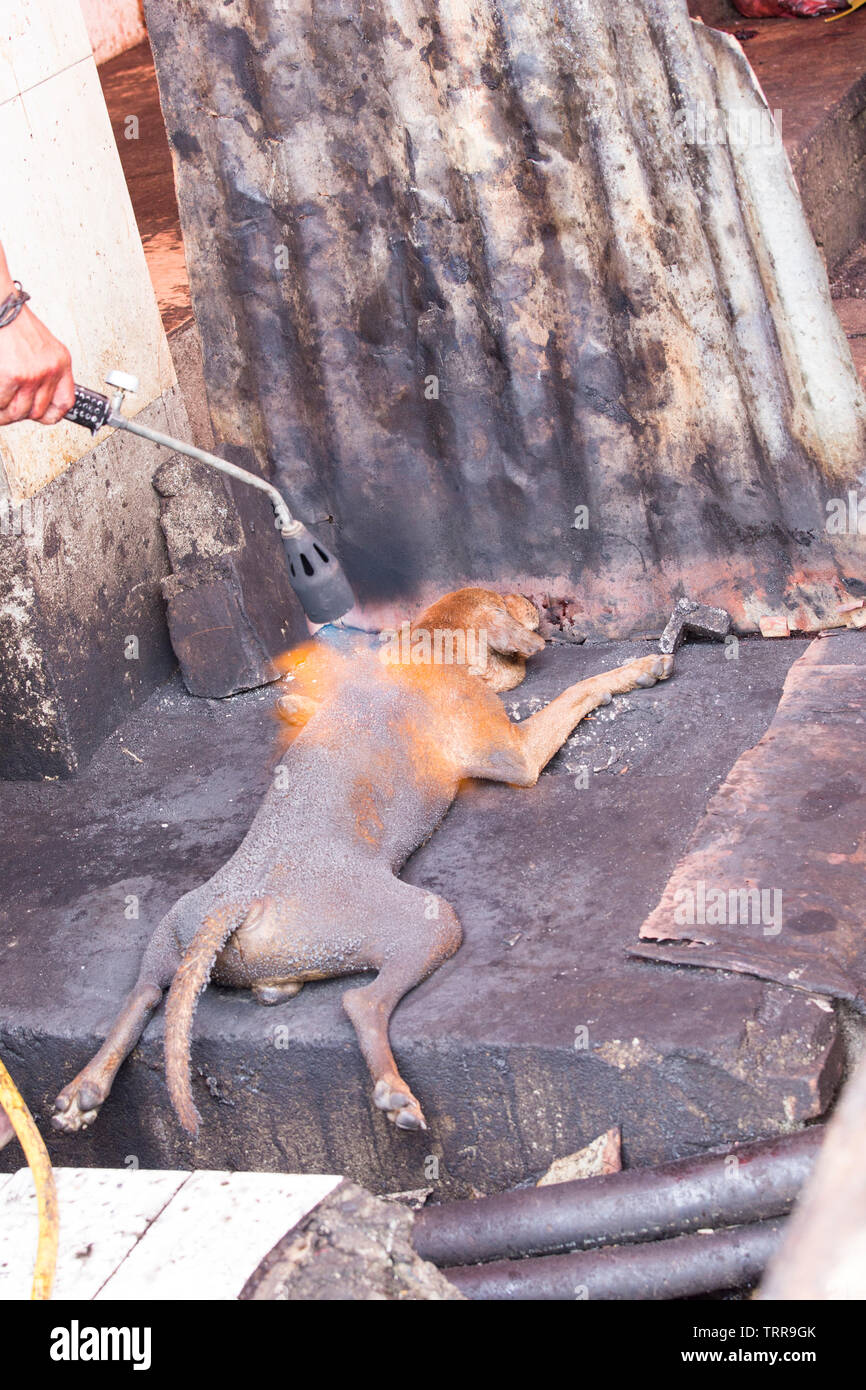 Tomohon, Indonesia - Agosto 12, 2017: cucinare un cane a Tomohon mercato estreme Foto Stock
