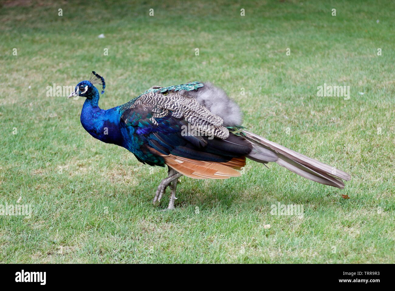 Italia Piemonte Regione dei laghi Stresa Lago maggiore Isole Borromee Isola Madre Indian Blue Peacock Palazzo Borromeo Foto Stock