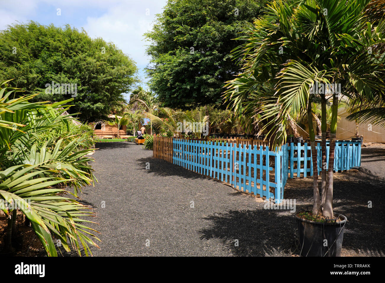 All'interno del Viveiro Giardini Botanici, Isola di Sal Capo Verde Foto Stock