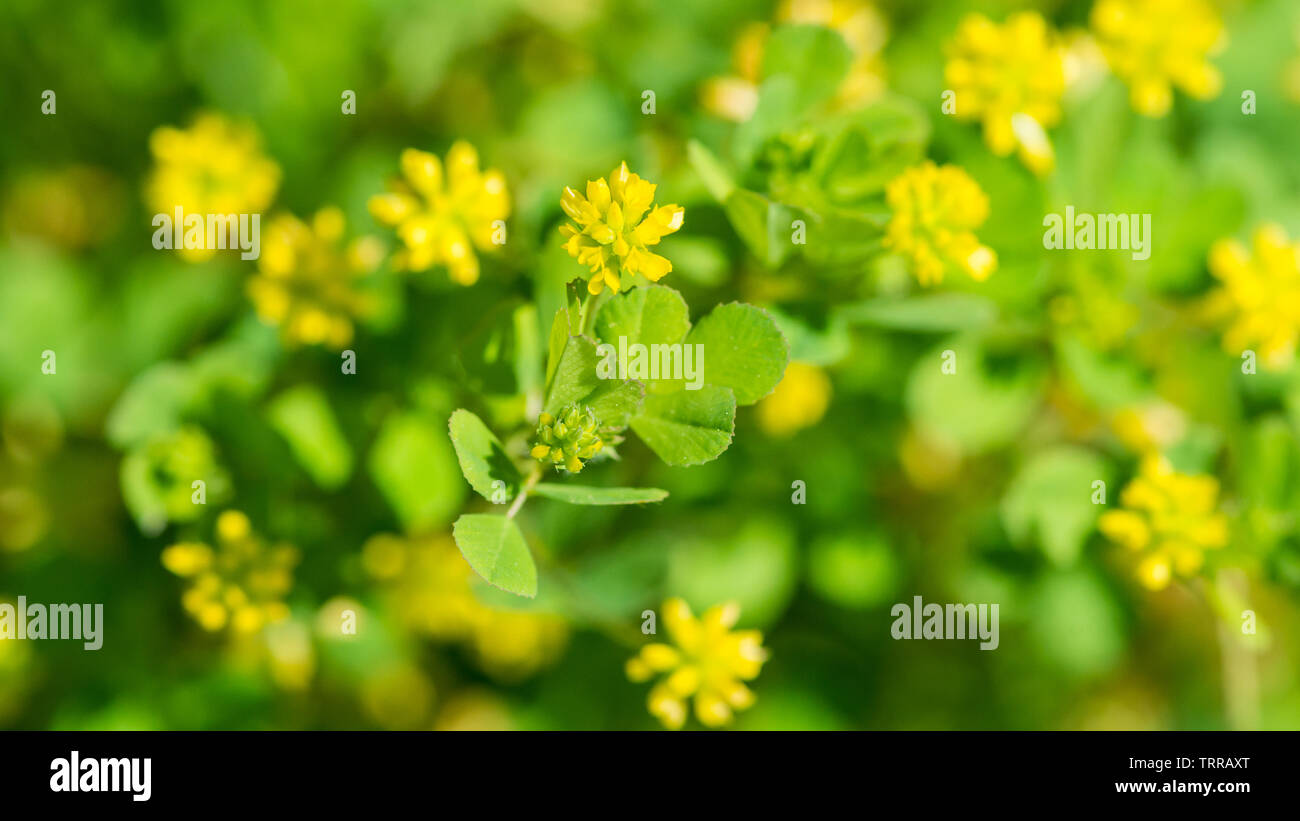 Una macro shot di alcuni minore fioriture di trifoglio. Foto Stock