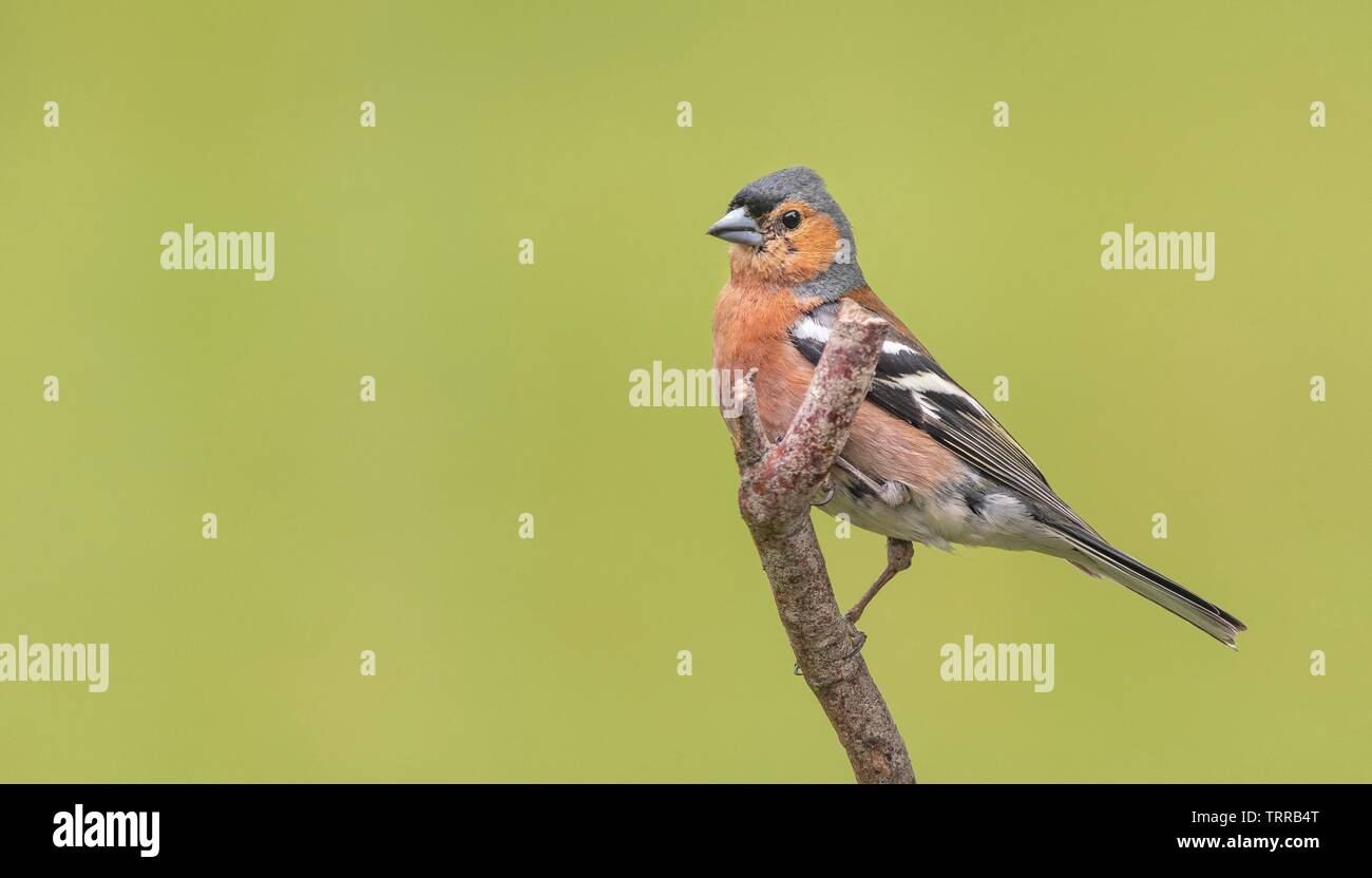 Un Cardellino appollaiate su un ramo Foto Stock