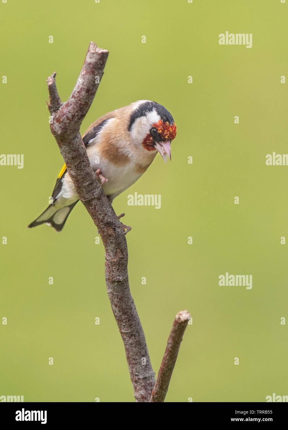 Un Cardellino appollaiate su un ramo Foto Stock