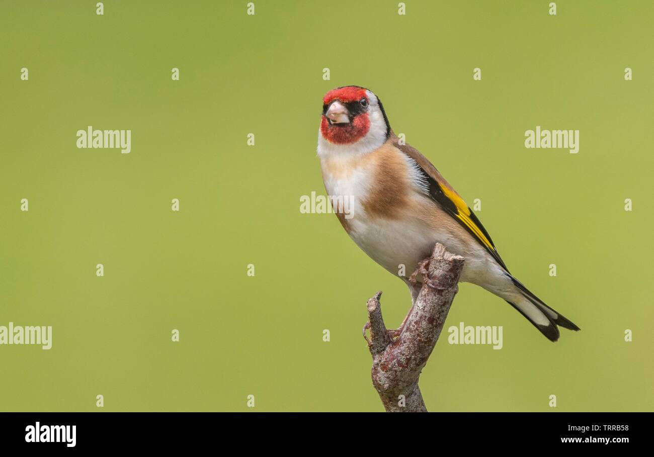 Un Cardellino appollaiate su un ramo Foto Stock