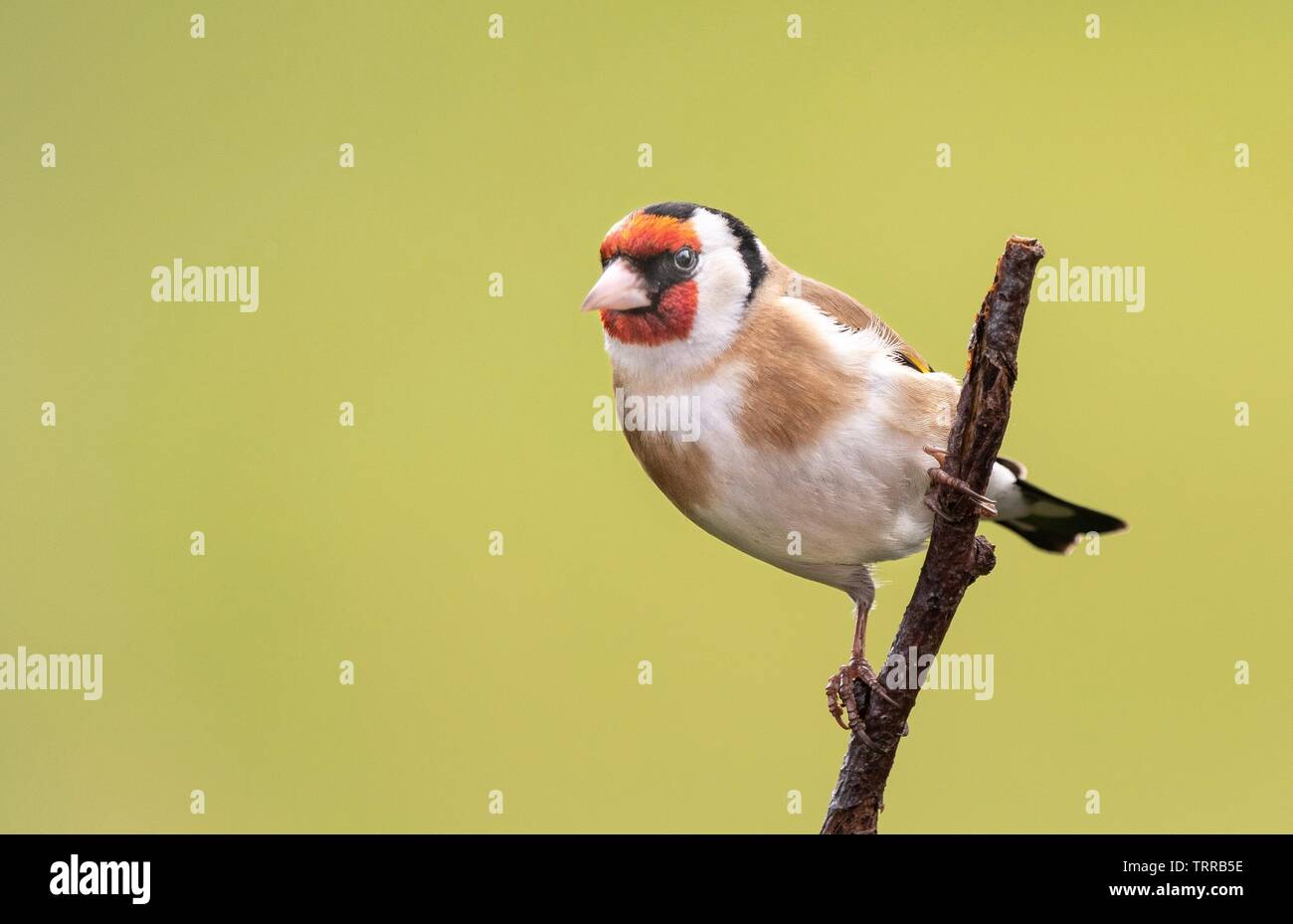 Un Cardellino appollaiate su un ramo Foto Stock