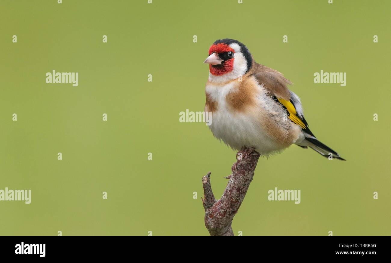 Un Cardellino appollaiate su un ramo Foto Stock