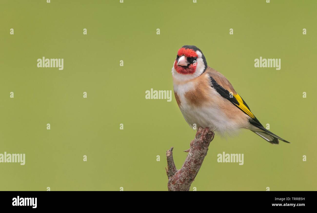 Un Cardellino appollaiate su un ramo Foto Stock