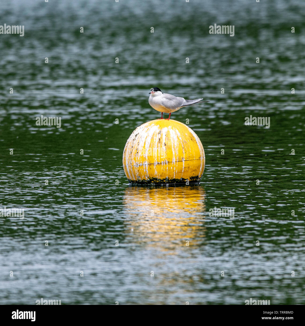 Tern comune (Sterna hirundo) pinguini arroccato su una boa galleggiante Foto Stock