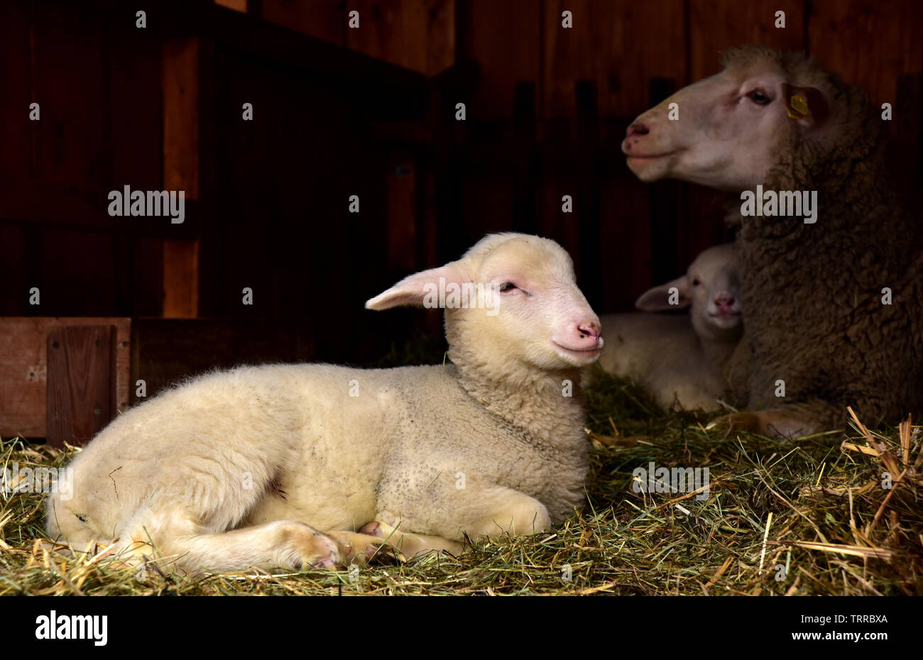 Close up di ovini dell'ovile cercando rifugio vi Foto Stock