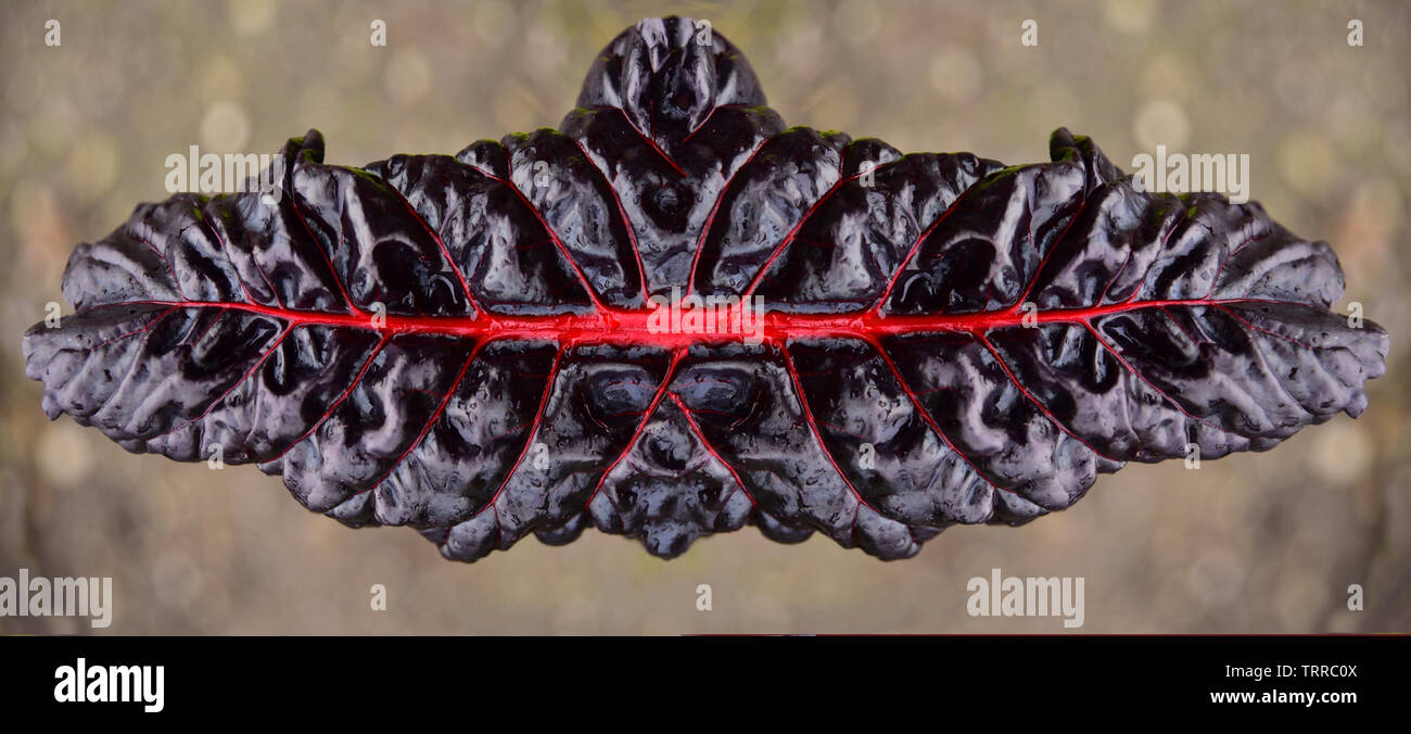 Close-up di un rosso foglia di cavolo che viene specchiata contro uno sfondo luminoso Foto Stock