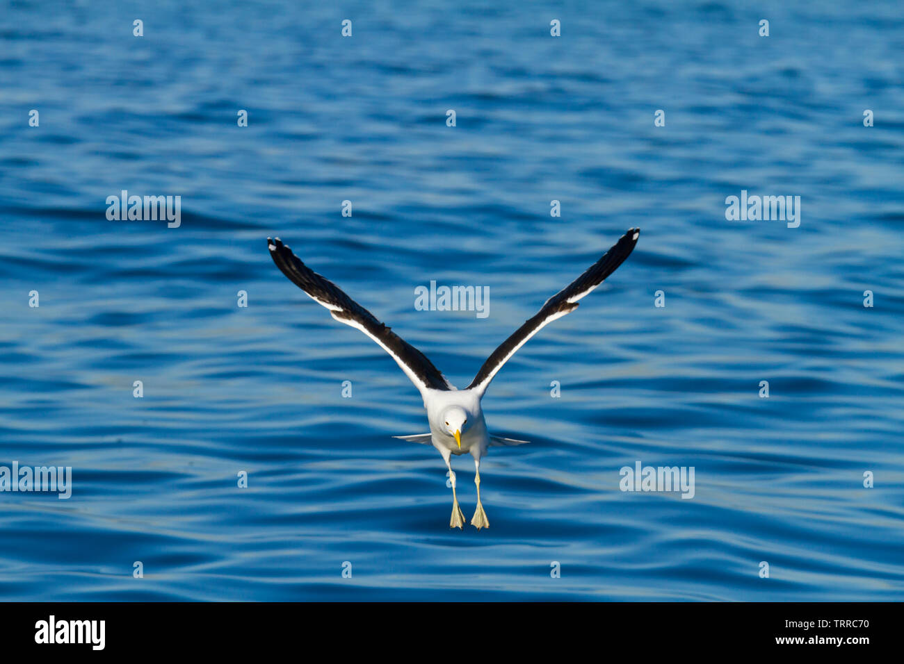 Backup NERO KELP GULL - GAVIOTA DEL CABO, False Bay, Sud Africa e Africa Foto Stock