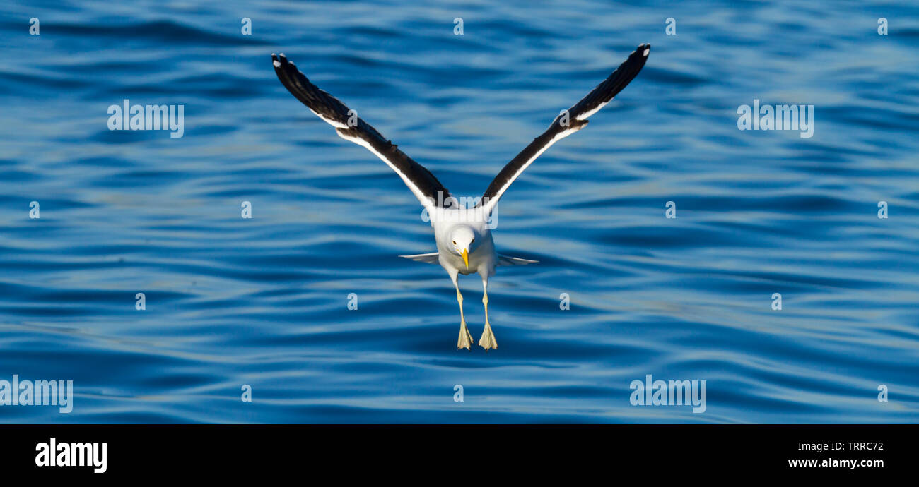 Backup NERO KELP GULL - GAVIOTA DEL CABO, False Bay, Sud Africa e Africa Foto Stock