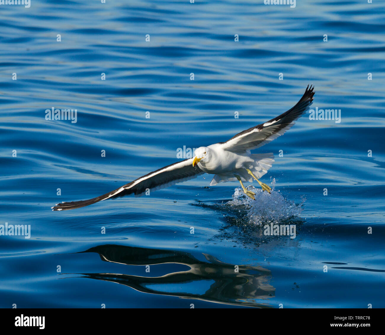 Backup NERO KELP GULL - GAVIOTA DEL CABO, False Bay, Sud Africa e Africa Foto Stock