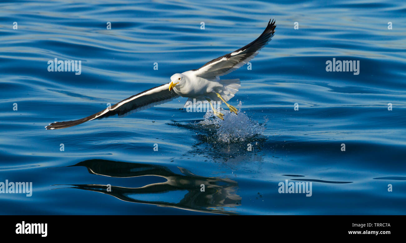 Backup NERO KELP GULL - GAVIOTA DEL CABO, False Bay, Sud Africa e Africa Foto Stock