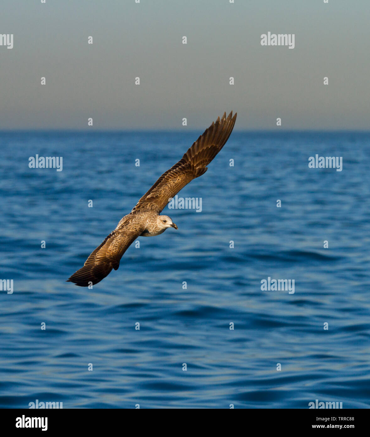 Backup NERO KELP GULL - GAVIOTA DEL CABO, False Bay, Sud Africa e Africa Foto Stock