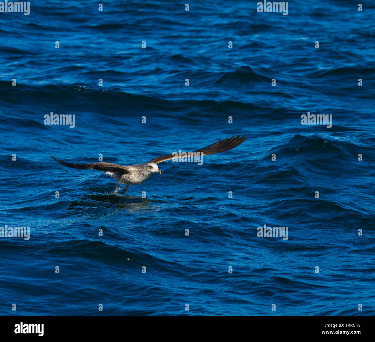 Backup NERO KELP GULL - GAVIOTA DEL CABO, False Bay, Sud Africa e Africa Foto Stock