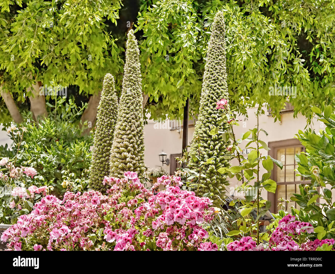 Botanical inizio estate magic a Vilaflor su Tenerife con giã sbiaditi enorme Tajinasten, alberi di alloro, fioritura piante perenni in primo piano Foto Stock