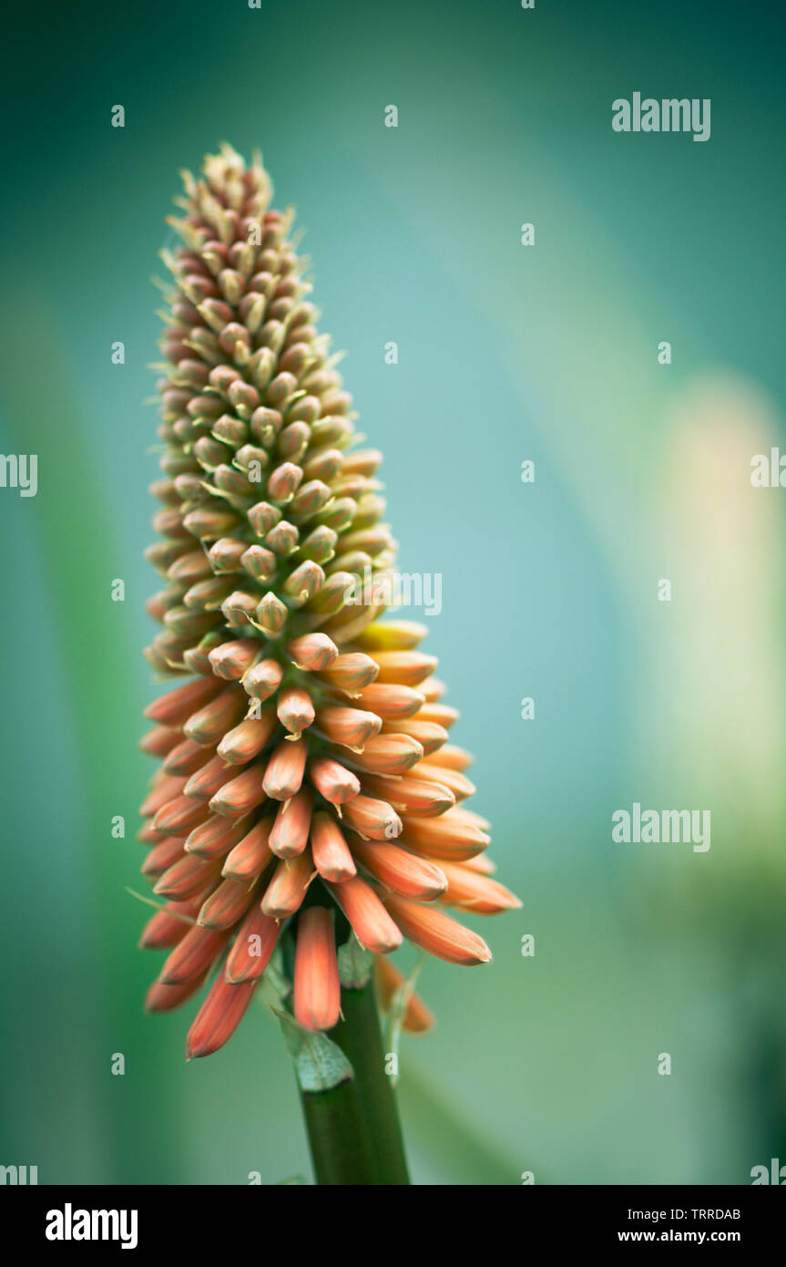 Redhot poker sbocciare dei fiori, sughero. colori vibranti e sfondo sfocato Foto Stock