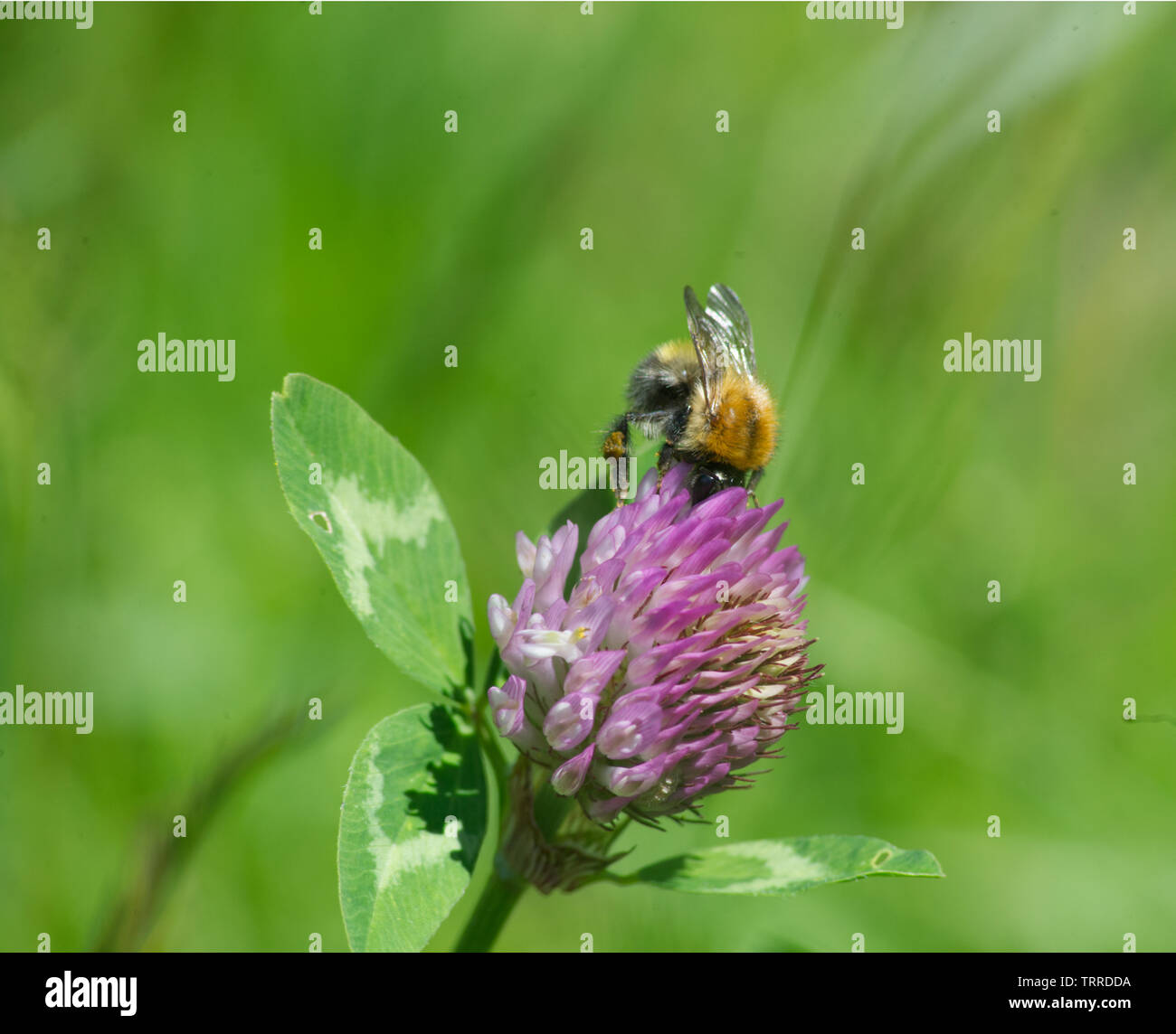 Bee Foto Stock