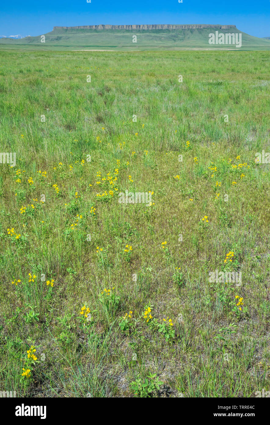 Square butte sopra prairie vicino a Ulm, montana Foto Stock