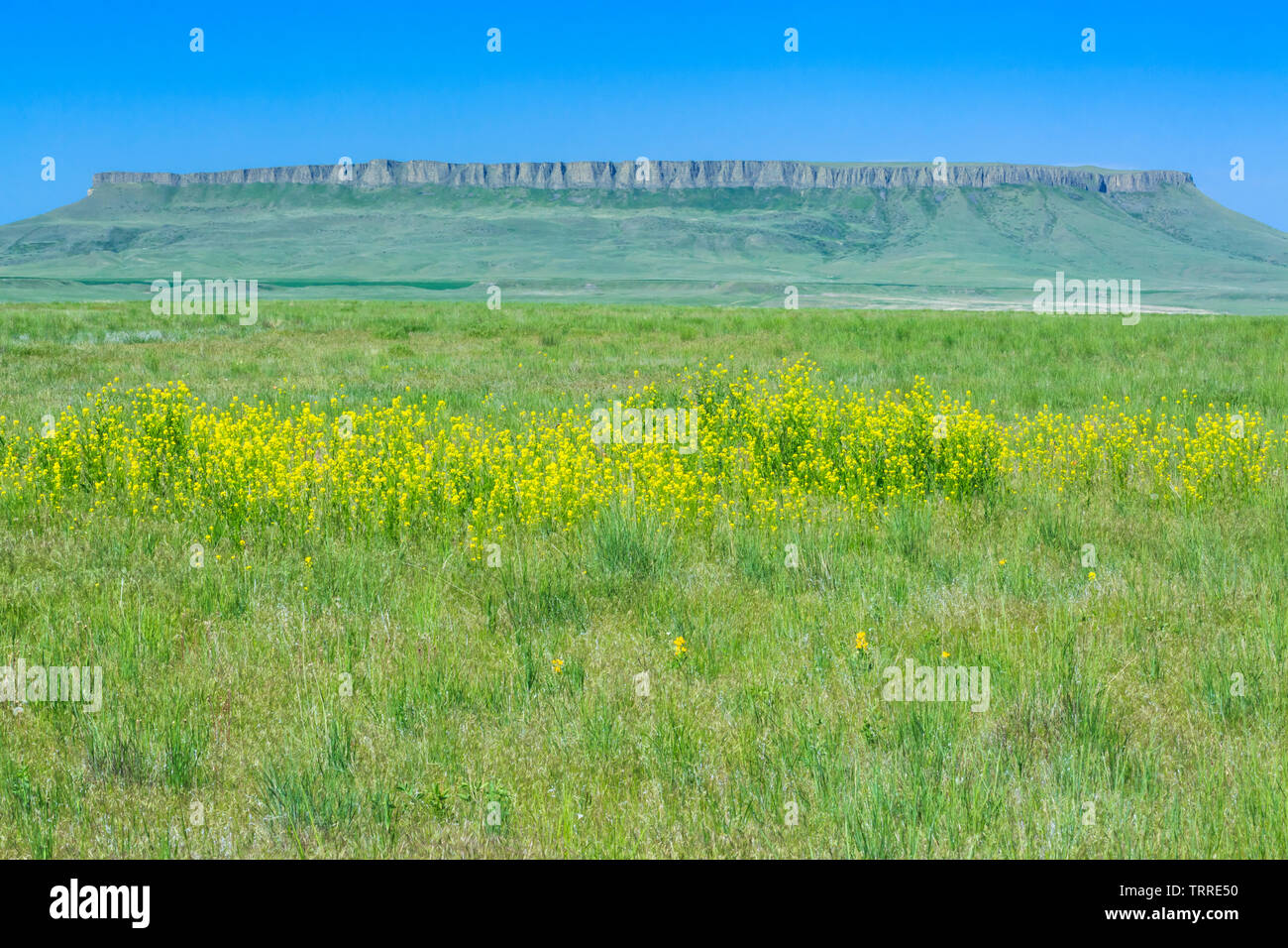 Square butte sopra prairie vicino a Ulm, montana Foto Stock