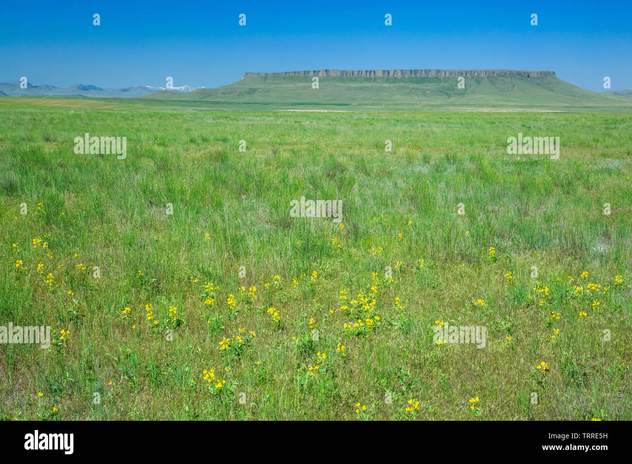 Square butte sopra prairie vicino a Ulm, montana Foto Stock