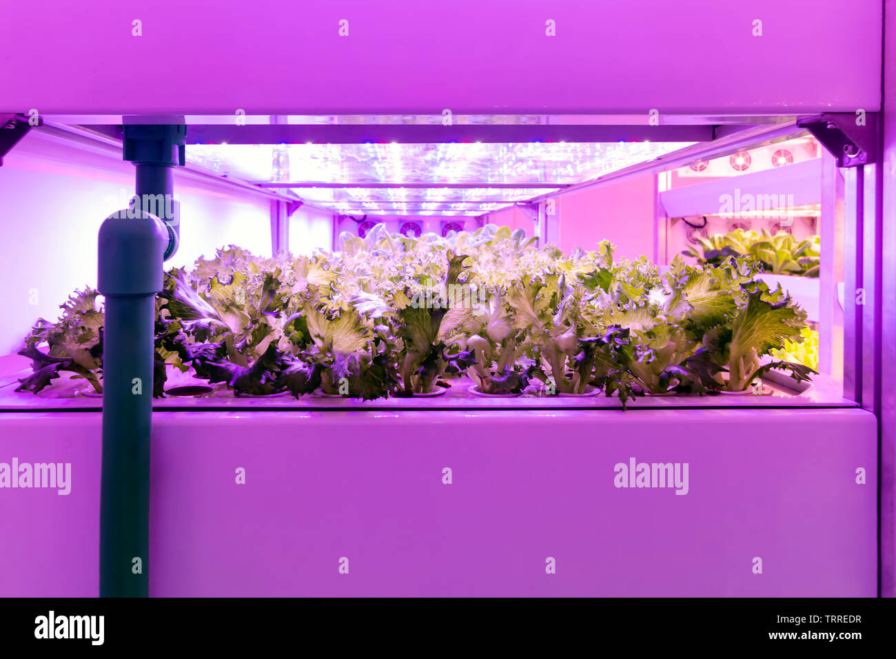 Smart farm interna , Photoperiodism luce di crescita per le piante concetto. Artificiale pannello LED sorgente luminosa utilizzata in un esperimento su verdure per la crescita di piante Foto Stock