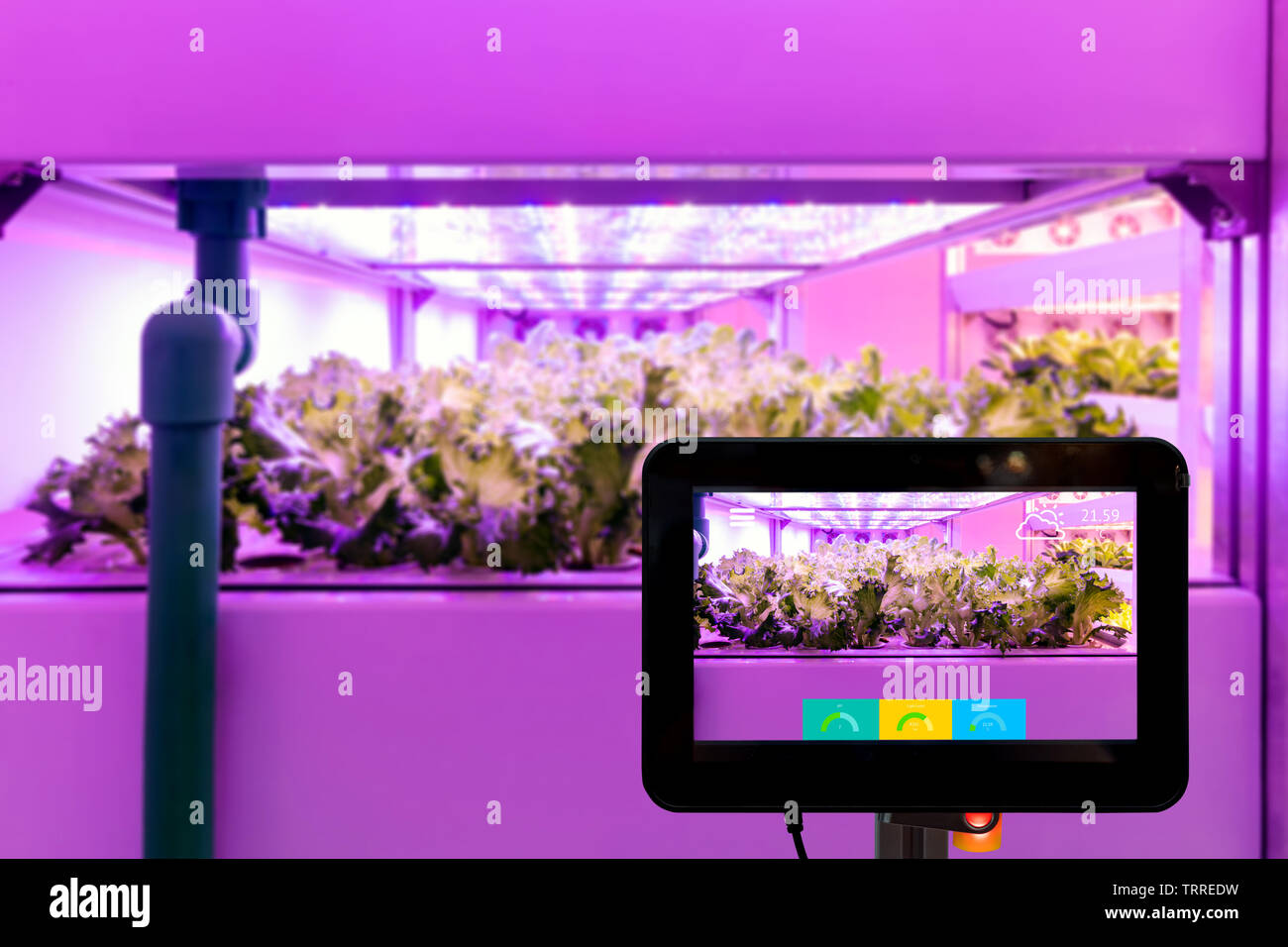 Smart agricoltura indoor futuristico concetto di agricoltura. Monitoraggio Tablet artificiale pannello LED sorgente luminosa utilizzata in un esperimento sulla verticale di verdure Foto Stock