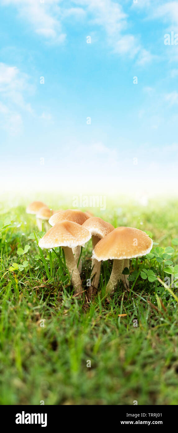 I funghi con il blu del cielo. Vista bassa di funghi su erba con cloudscape blu. Foto Stock